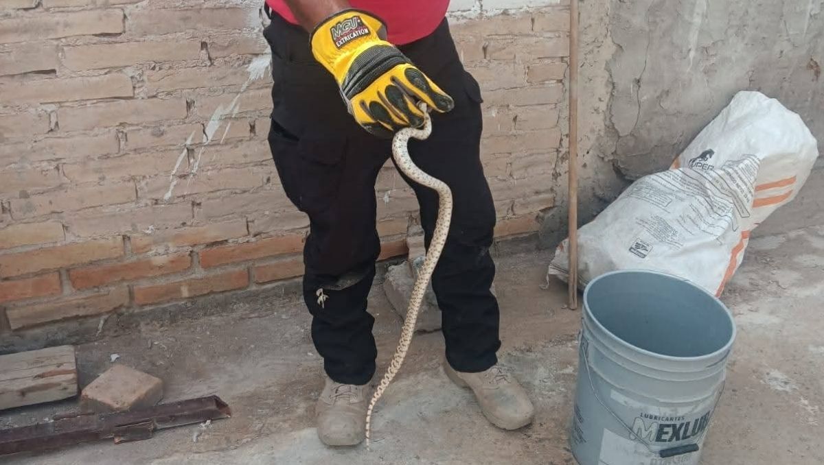 La familia encontró a la serpiente se deslizaba dentro de su vivienda. | Especial