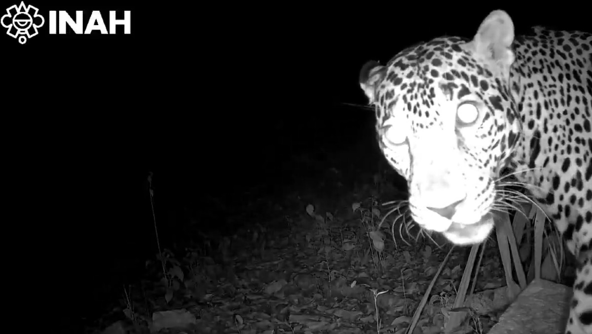 Los jaguares se encontraban cerca de Chichen Itzá | Captura