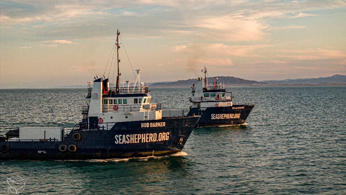 Además, de mayo a septiembre se lleva a cabo el monitoreo acústico de vaquita marina. | Sea Shepherd Conservation Society