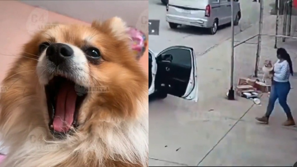 Los pomerania suelen tener predisposición a padecer problemas óseos.
