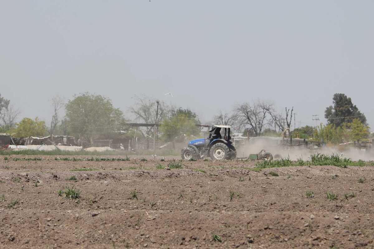 Además, hay riesgo más de 25 mil hectáreas de cultivo.| Verónica Rivera