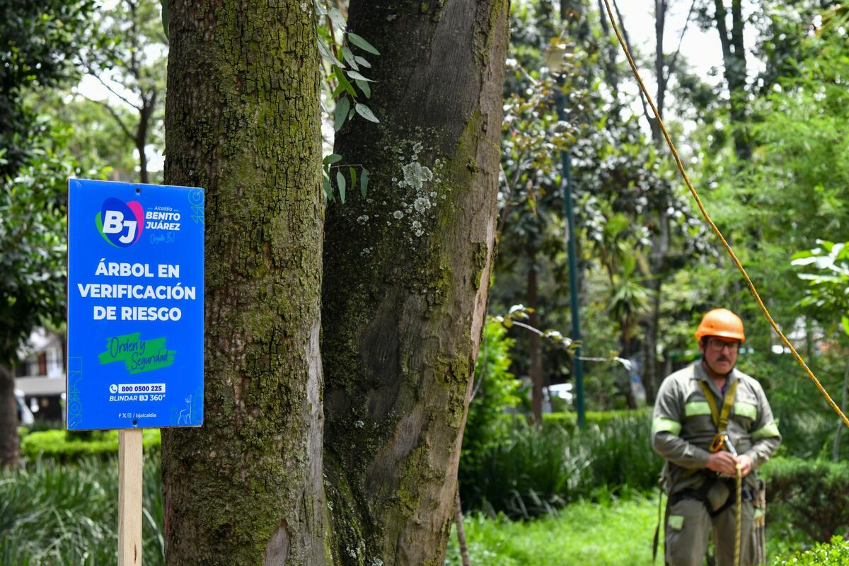 Supervisan poda y retiro de árboles con riesgo de colapso en parques de la alcaldía. | Foto: Especial
