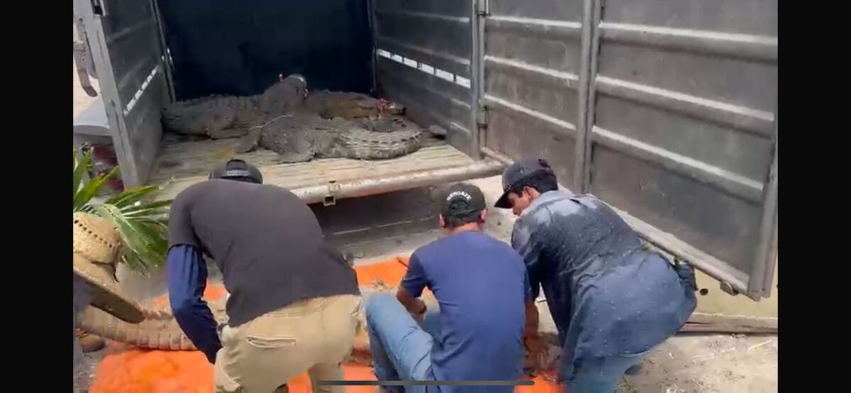 Traslado de animales ante crisis por calor e inseguridad | Especial