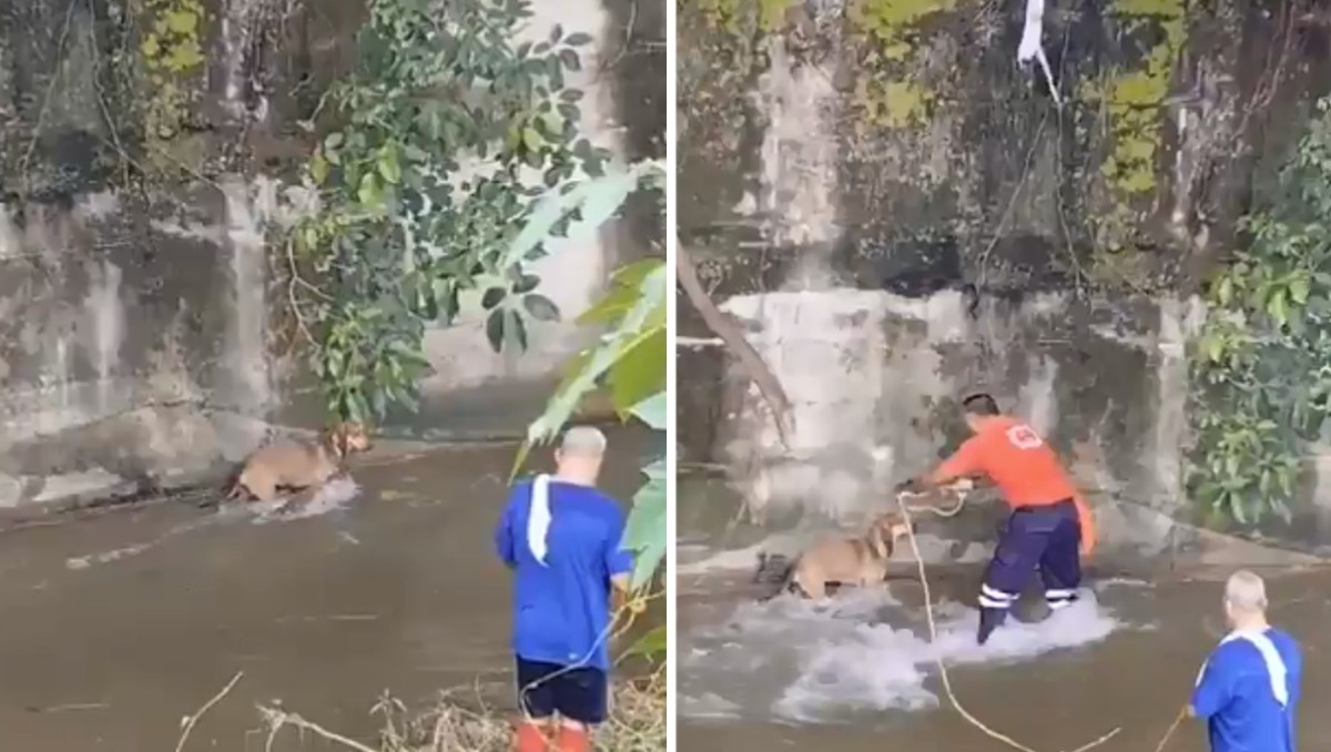 La perrita fue trasladada a una veterinaria local para una revisión médica.