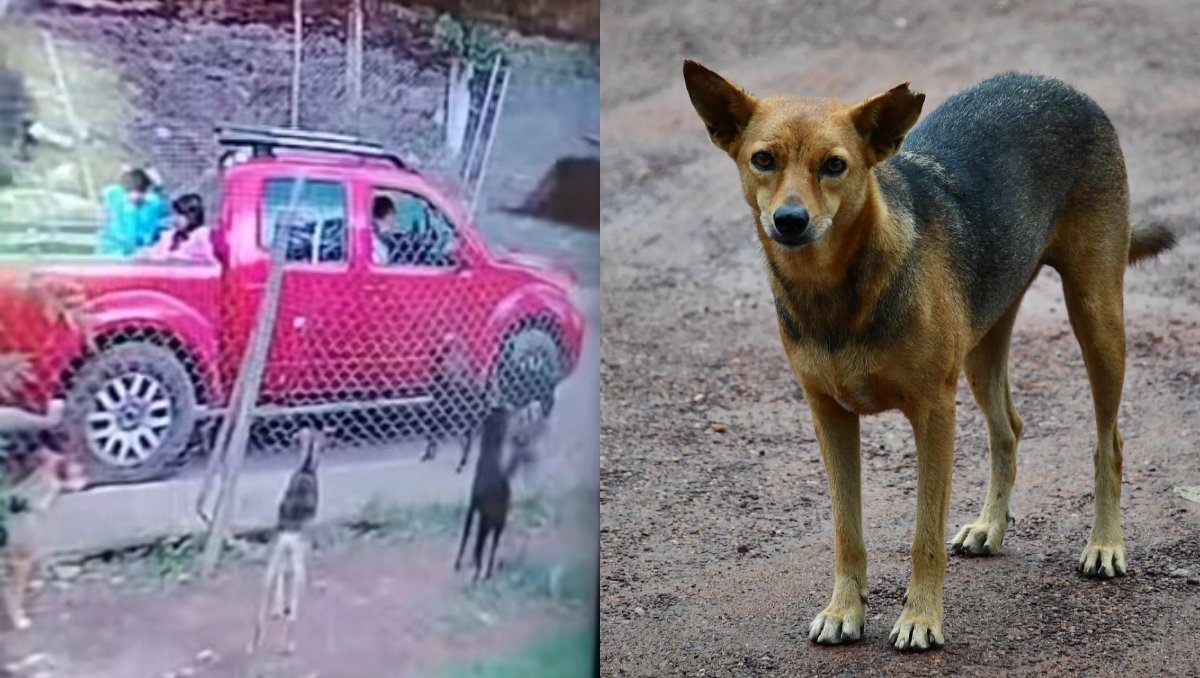 El perrito murió tras el ataque de la jauría en Tenancingo. Foto: (Especial/Freepik)