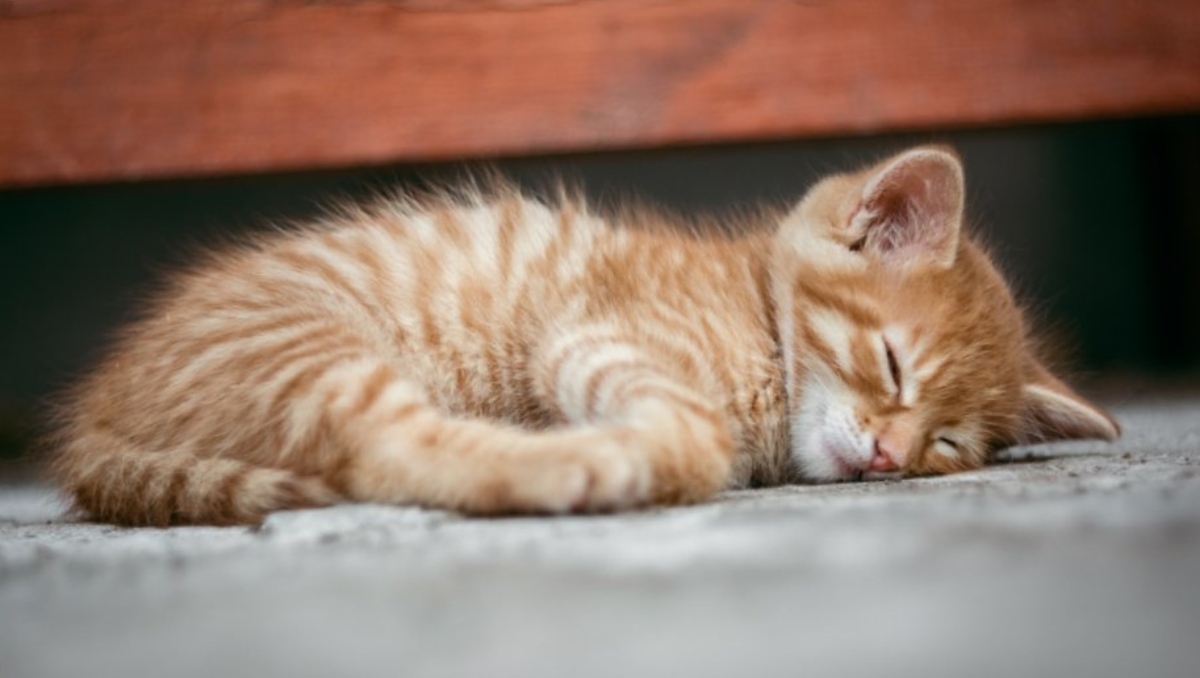 Hallan cuerpo de gato con huellas de violencia en Tehuacán, Puebla | Archivo