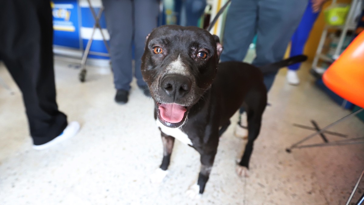 Negrito se recuperó y buscan quién lo adopte en Jalisco (Cortesía)