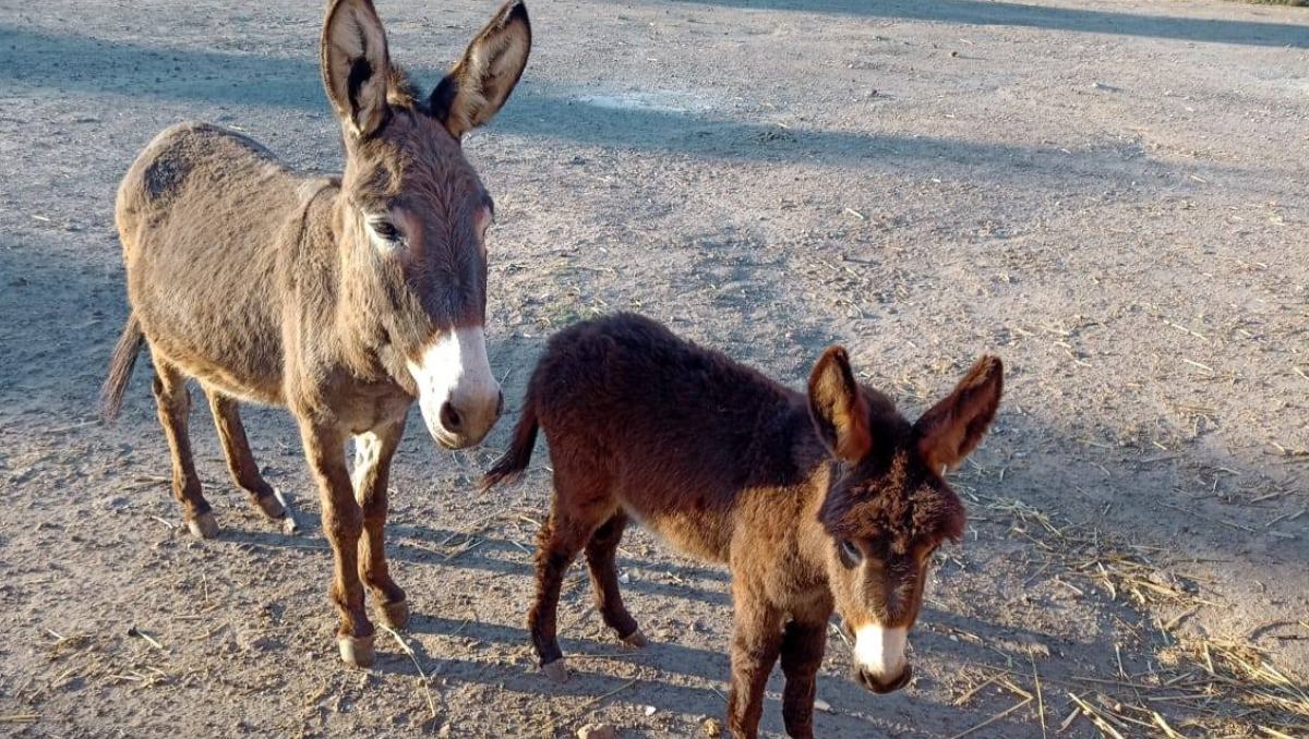 Tras el robo de dos burros, Burrolandia celebra la llegada de tres nuevos ejemplares al santuario.| Especial