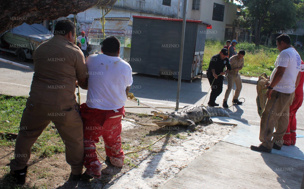 Bomberos capturan cocodrilo en Tampico | Yazmín Sánchez