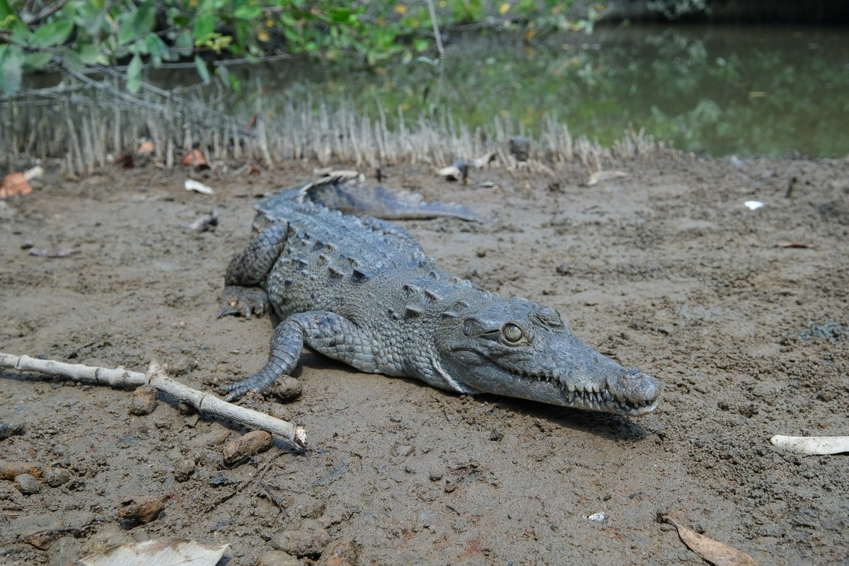 El cocodrilo fue encontrado mutilado