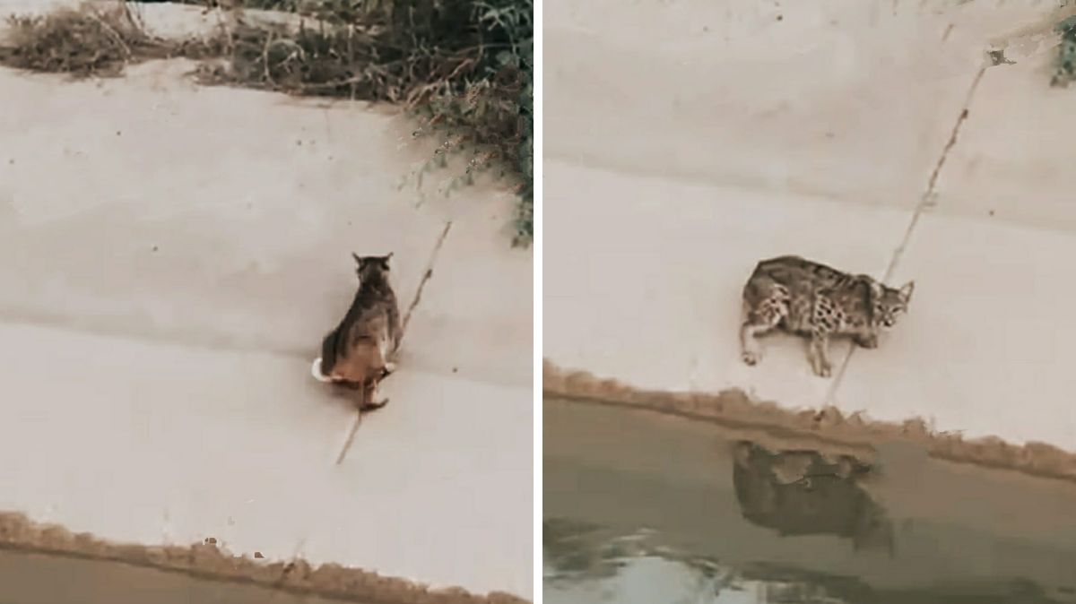 Fue una familia a bordo de un vehículo quienes se percaataron que entre la placa de cemento del canal estaba el felino.| Especial