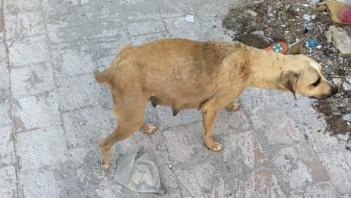 La perrita dio a luz a cinco cachorros en la azotea de una vivienda (Foto: Cortesía)