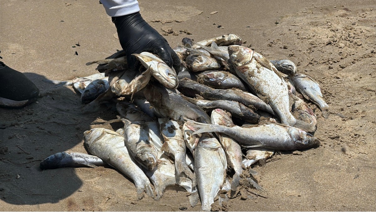 Cientos de peces han aparecido muertos en la orilla de playa Miramar de Ciudad Madero. (Mario Juárez)