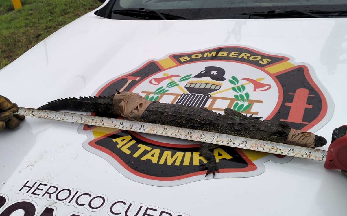Alerta por cocodrilos en el sur de Tamaulipas: capturan casi 200 en Altamira en sólo una semana