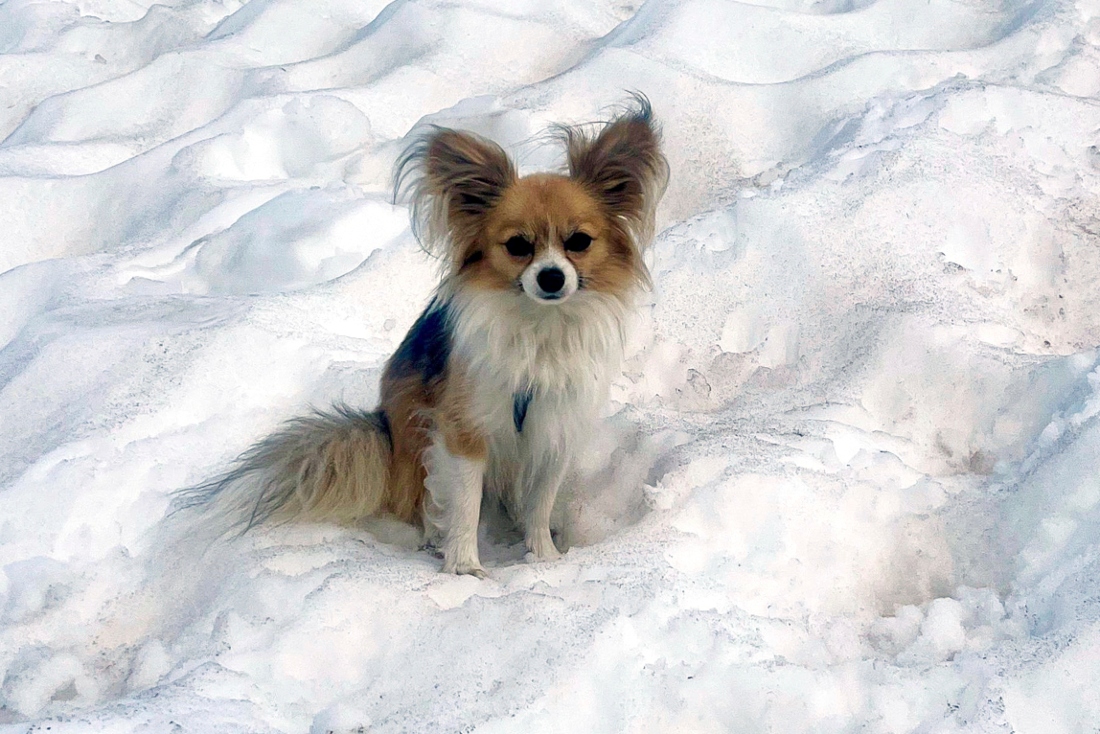 En esta imagen proporcionada por Air Zermatt, una firma de rescate, formación y transportes, un perro chihuahua se sienta sobre la nieve. |AP