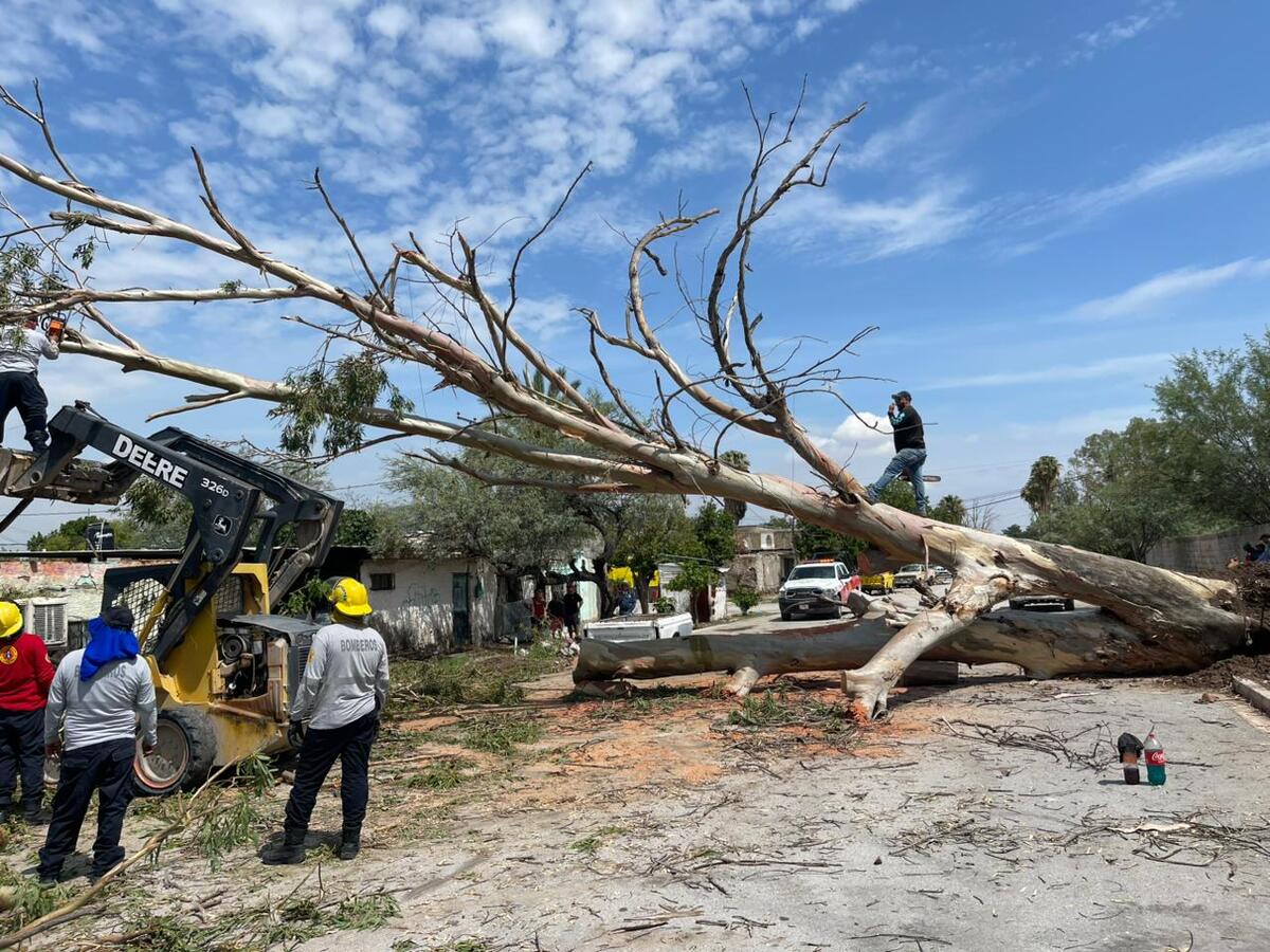 En Lerdo, siguen trabajos de Protección Civil tras viento y lluvia. (Milenio Polícia)
