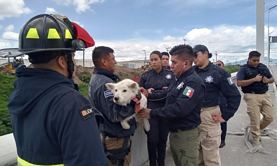 La Unidad Canina K9 logró rescatar a un perrito en Mineral de la Reforma, Hidalgo