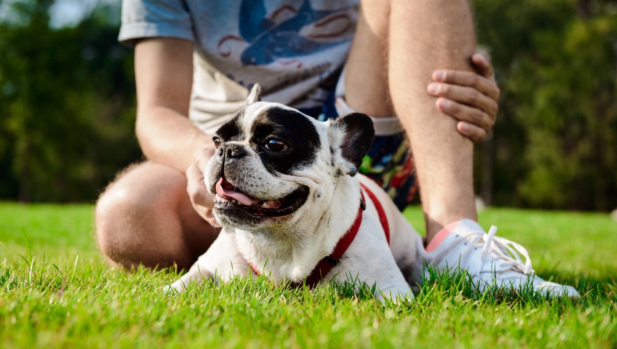 Cuidados para tu mascota durante la Canícula 2025 y altas temperaturas