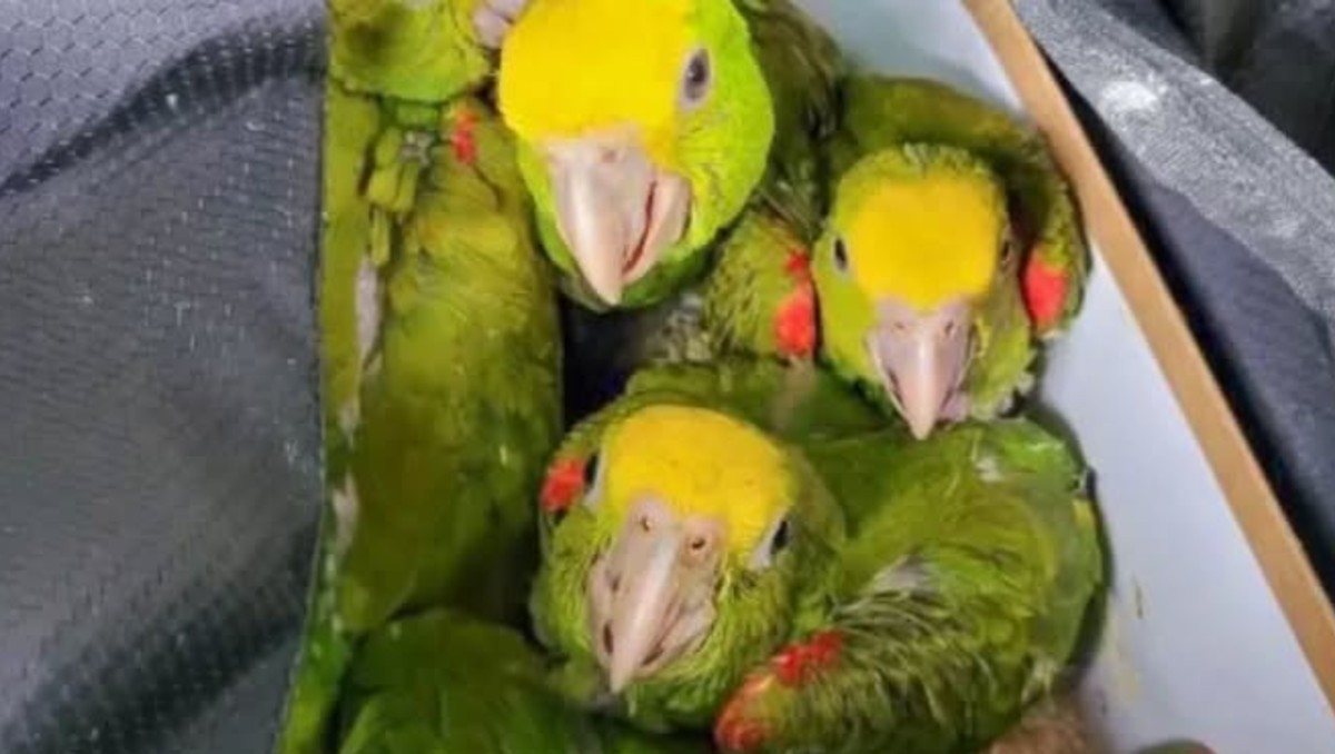 Intentan ingresar a Texas con 20 loros no declarados.