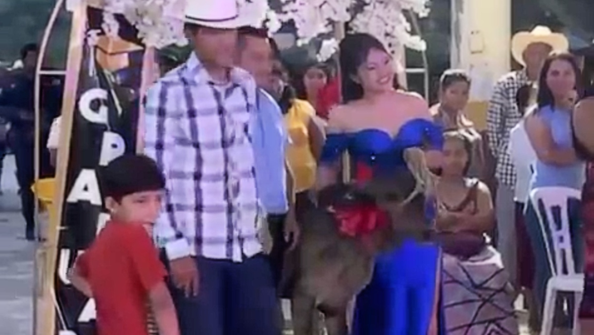 La joven graduada recibió un becerro como regalo por parte de su padrino. | Especial