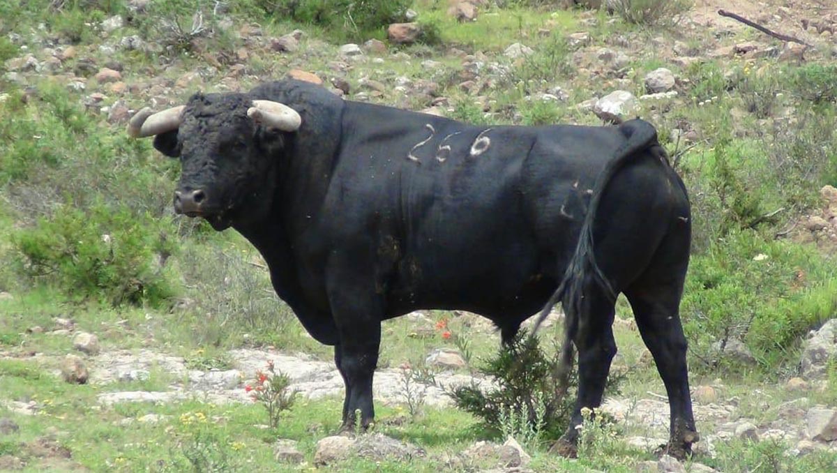 Crianza del toro de lidia enfrenta incertidumbre en Hidalgo