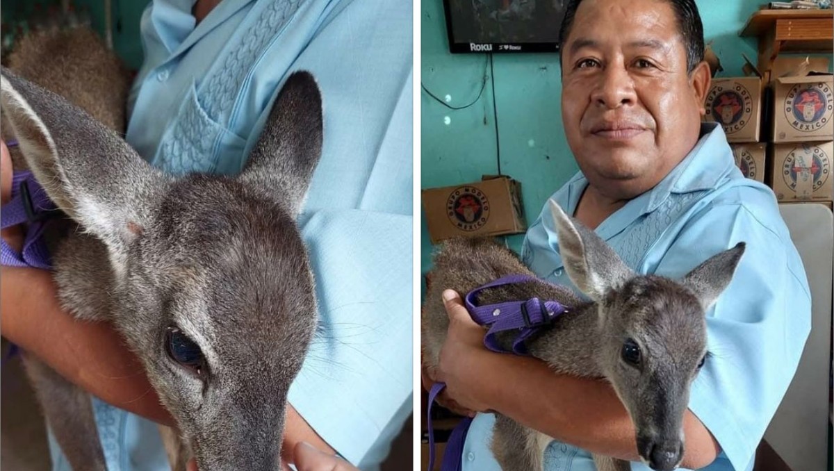 El regidor debe devolver el animal de forma voluntaria a su hábitat natural. (Foto: Especial)