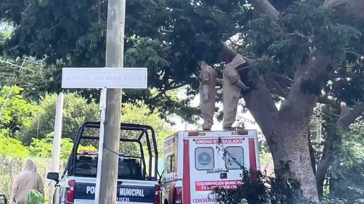 La acción ocurrió después de que un tlacuache huyó para protegerse. (Raúl Bragaña)
