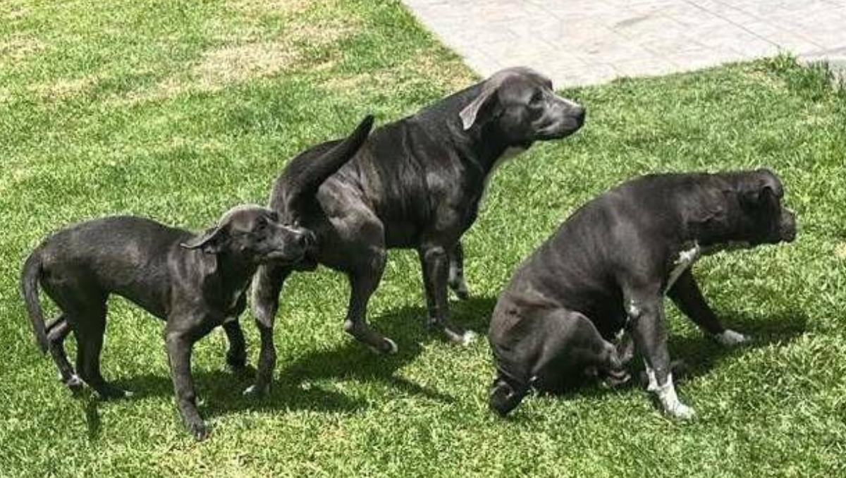 CEPANAF rescató a tres perros presuntamente maltratados en un jardín de eventos en Tepotzotlán, Edomex.| Especial