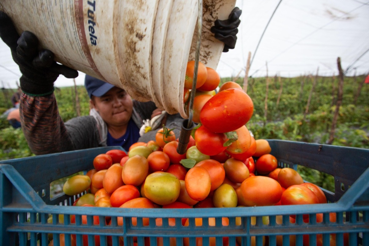 El día lunes se terminó el Acuerdo de Suspensión del Tomate, vigente desde 1996 y que prohibía la imposición de gravámenes. Foto EFE