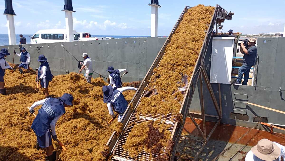 Se han recolectado más de 45 mil toneladas de sargazo durante 2025, informó la Marina. | Especial