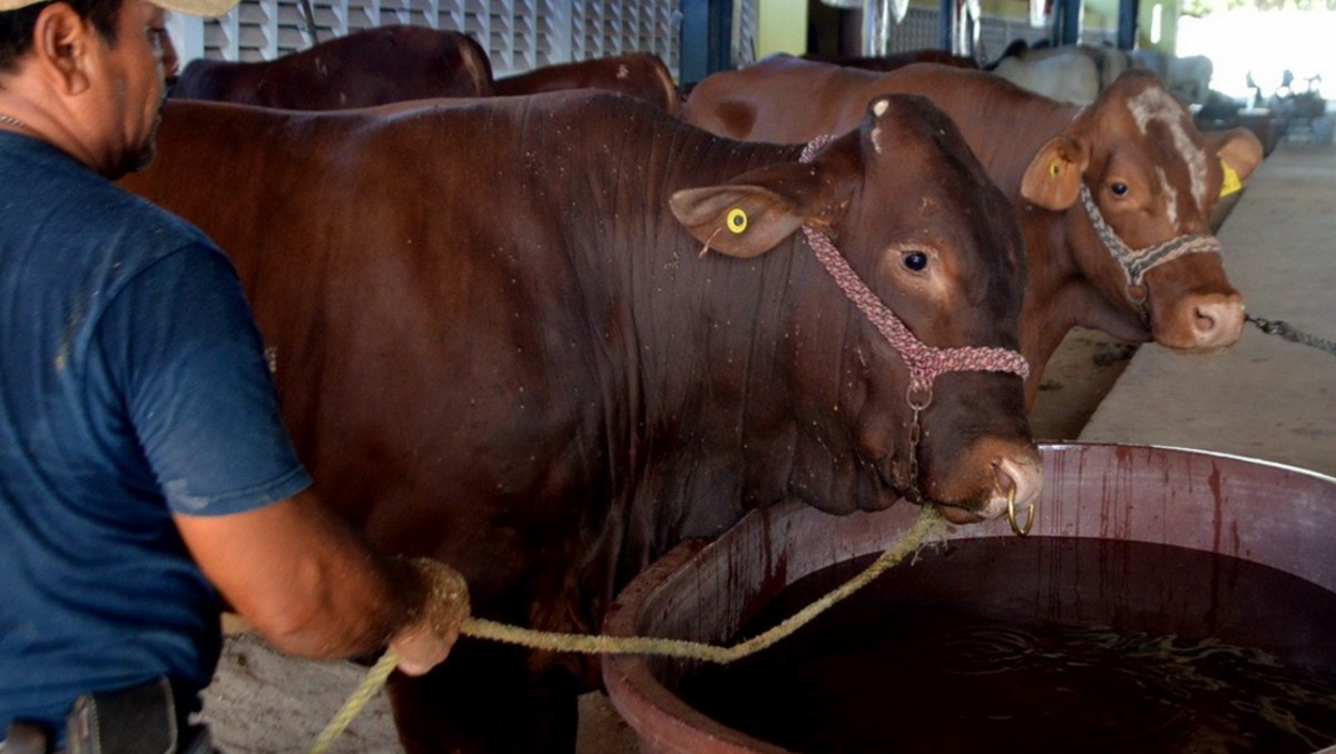 Reportan nuevos casos de gusano barrenador en Yucatán. (Foto: Especial)