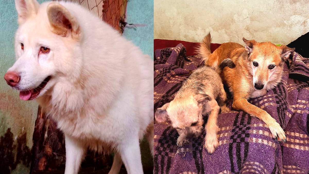 Simón y otros perritos viven en Pergatuzzo. | ESPECIAL