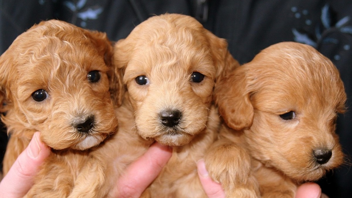 Concientiza en el Día Mundial del Perro este 21 de Julio.  | Especial