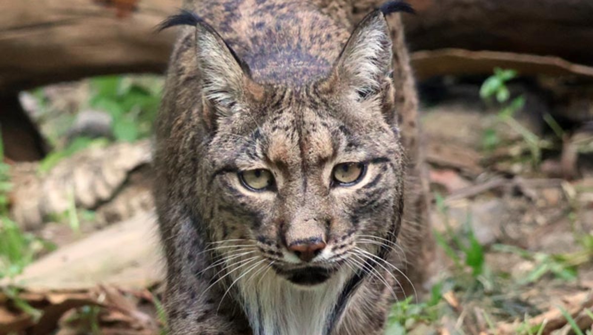 Lince. | Archivo.