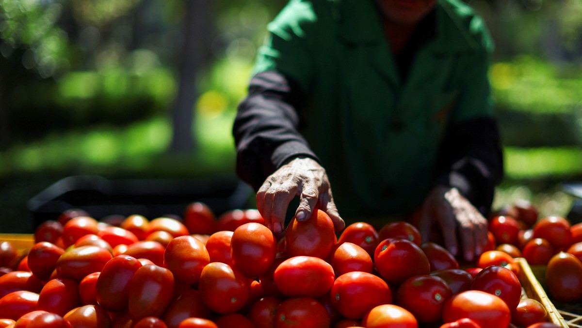 Sinaloa y Sonora encabezan la producción nacional de jitomate | Reuters