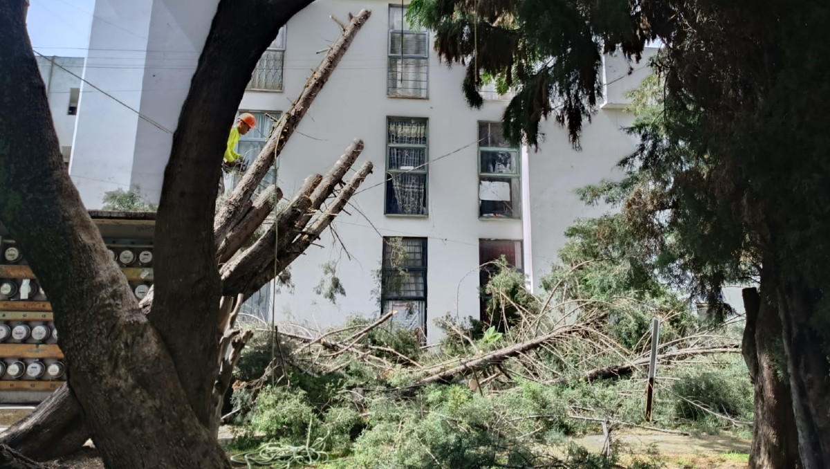 Vecinos de Las Carmelitas piden revisar arboles ante la caída de uno por lluvias  | Nancy Camacho