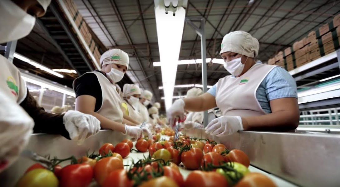 La Caades aseguró que el gravamen al tomate mexicano afectará a productores. | Especial