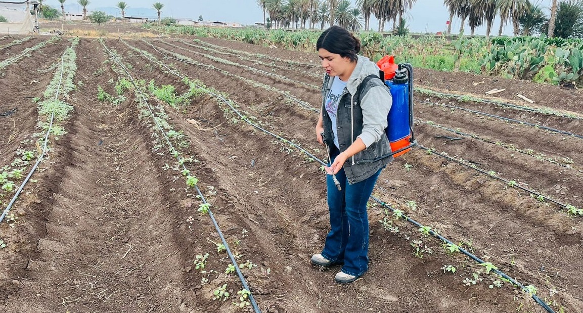 Karla Ivette Ontiveros Borjón, alumna de doctorado de Ciencias Agropecuarias y Forestales en la FAZ-UJED. (cortesía)