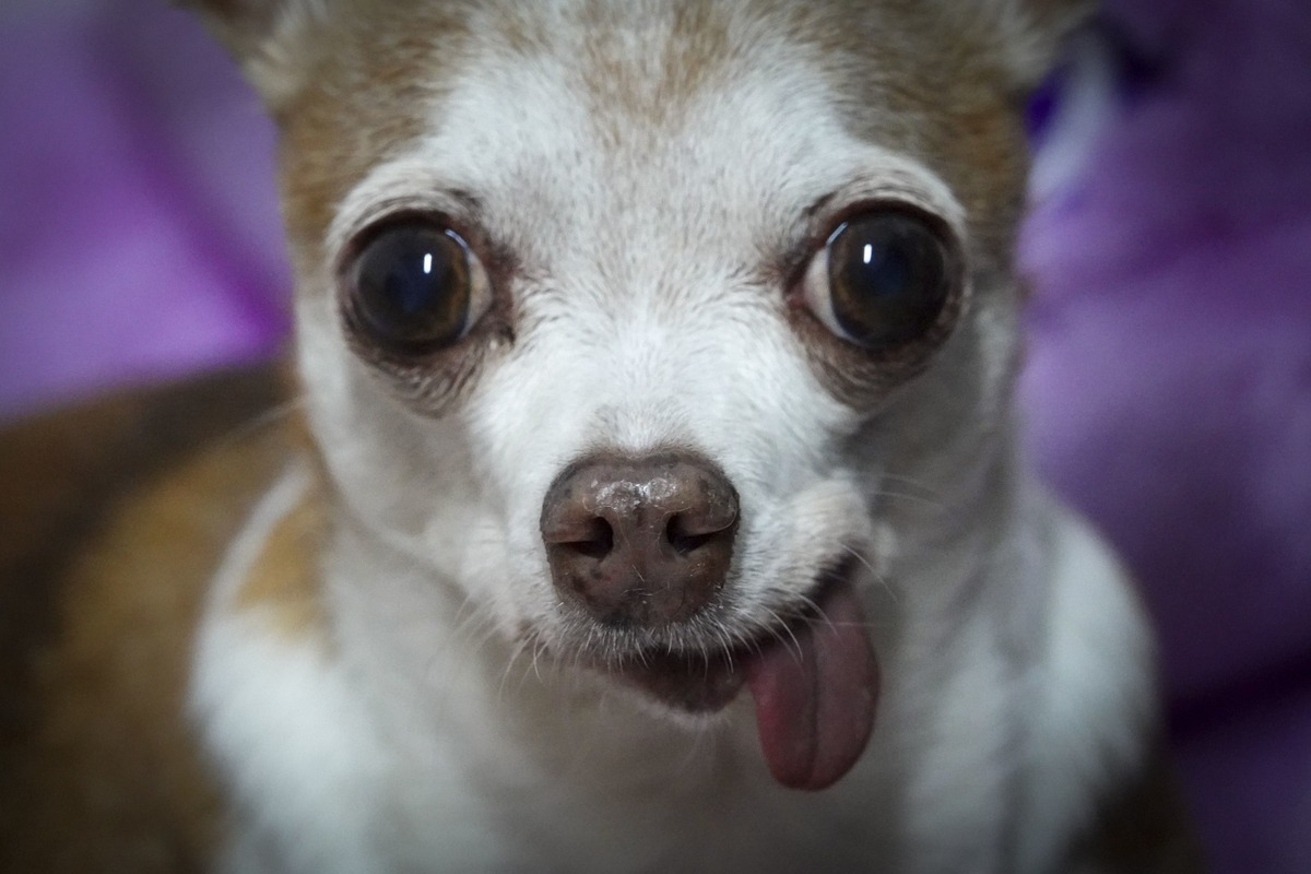 Nueva ley para proteger a los animales del maltrato, el abandono y la crueldad | Especial