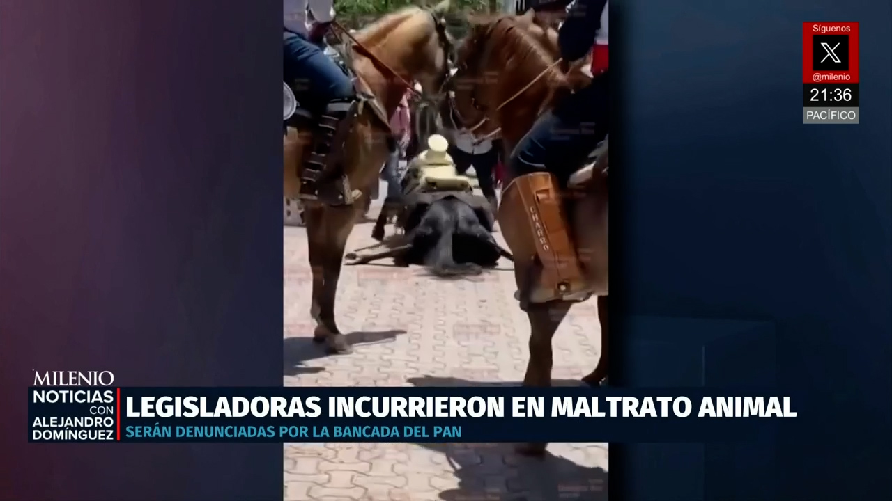 Senadora y diputada serán denunciadas por maltrato a caballos en Playa del Carmen