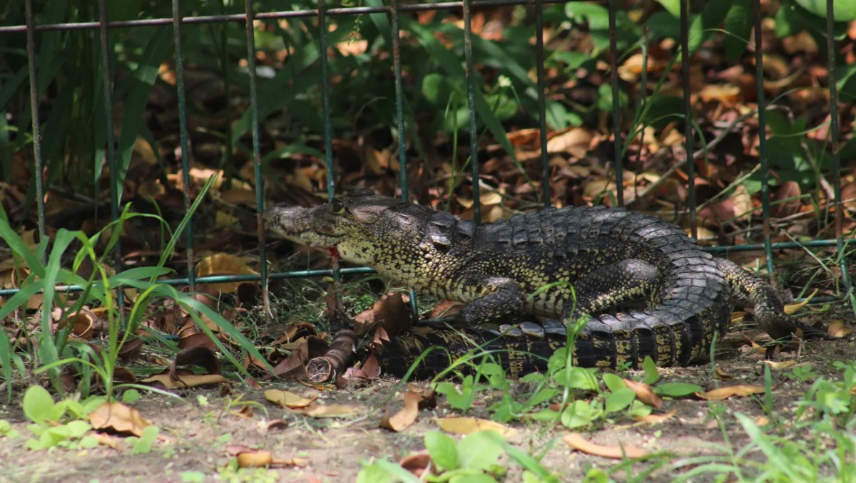 Cocodrilos de la Laguna del Carpintero de Tampico. (Yazmín Sánchez)