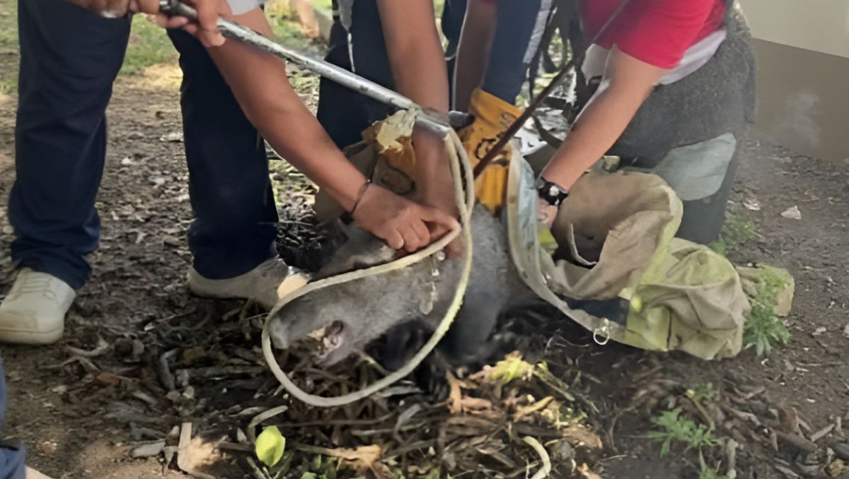 Diversas corporaciones se movilizaron hacia el circuito Vientos del fraccionamiento Palma Real en Torreón, Coahuila. | Especial