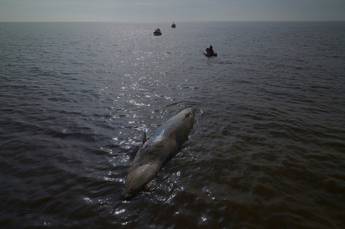 La guardia costera lleva a una ballena muerta a una zona lejos de la costa de Buenos Aires, Argentina. |AP