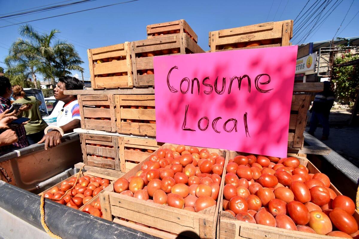 Productores de jitomate enfrentan condiciones desfavorables por las condiciones del clima y los aranceles de Estados Undos. | Cuartoscuro