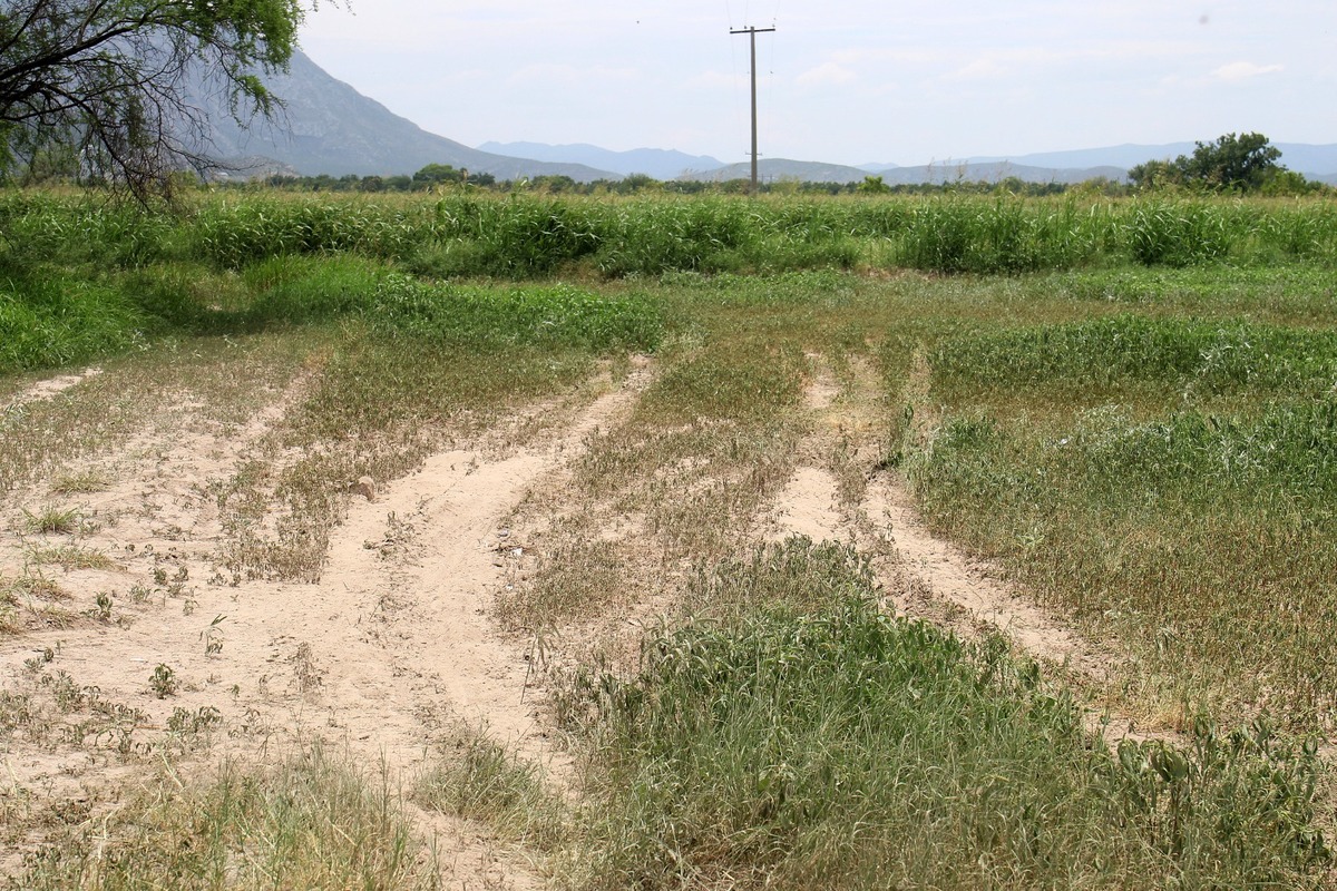 En Lerdo, productores agrícolas se quejan de que racers dañan cultivos. (Rolando Riestra)