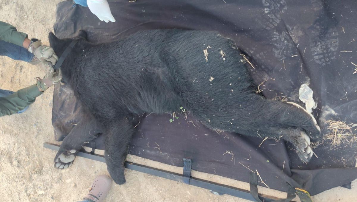 El oso fue visto merodeando en las inmediaciones de la planta IQUISA. | Especial