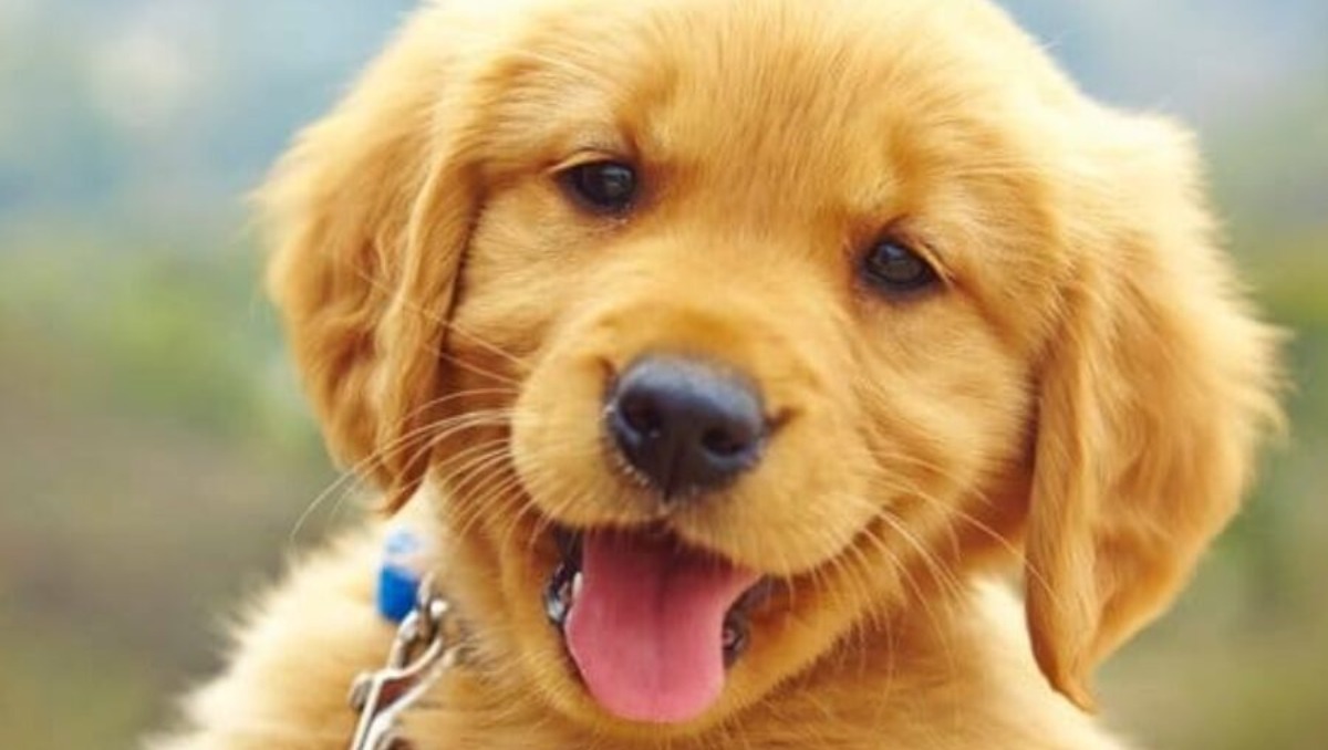 Inauguran Museo para Perros en Francia