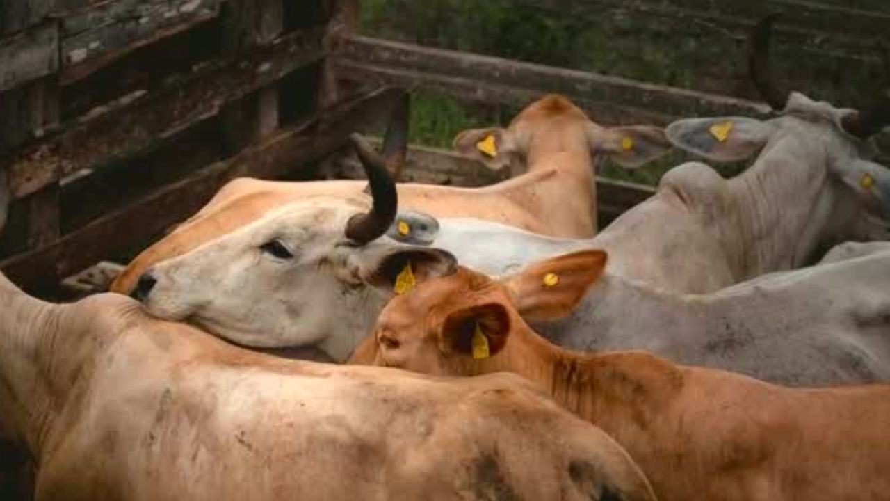 Detectan 19 nuevos casos del gusano barrenador en Yucatán