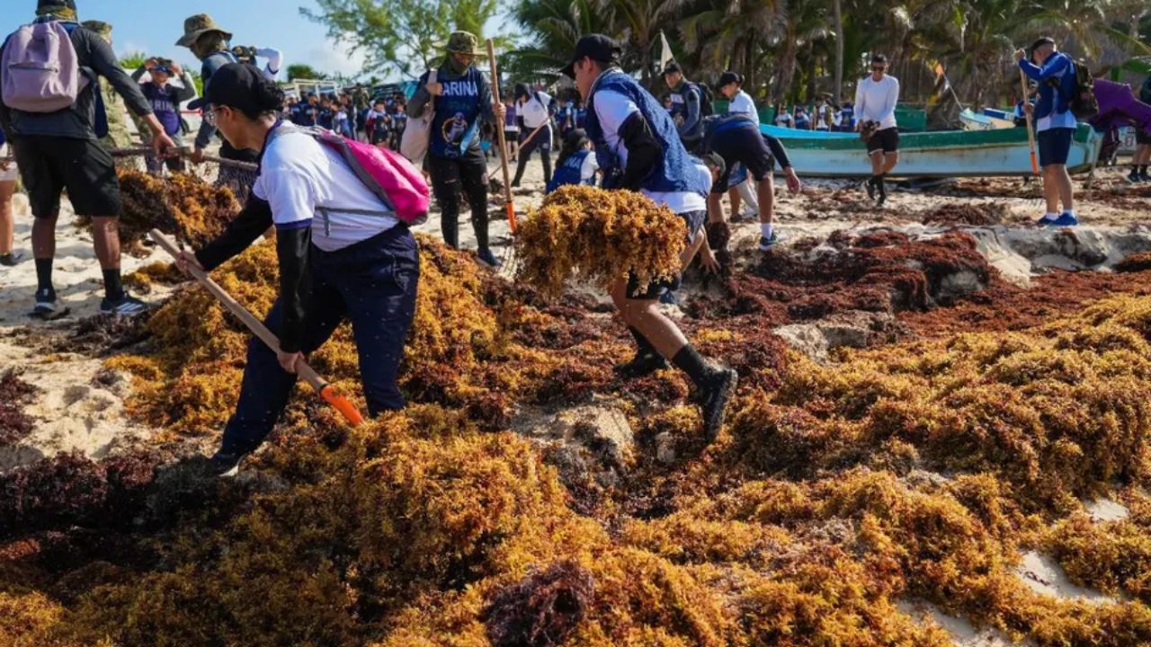 Marina retira 40 toneladas de sargazo durante la segunda jornada de limpieza masiva en Cozumel