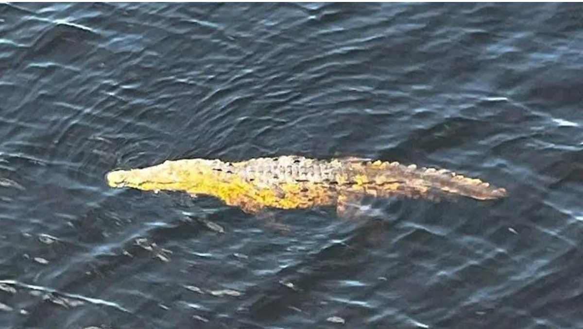 Niño cae a río en Lázaro Cárdenas | Redes Sociales.